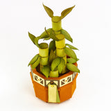 Load image into Gallery viewer, Supreme Succulents Die and Patterned Pad Collection