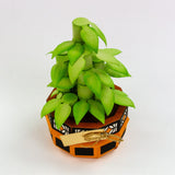 Load image into Gallery viewer, Supreme Succulents Die and Patterned Pad Collection